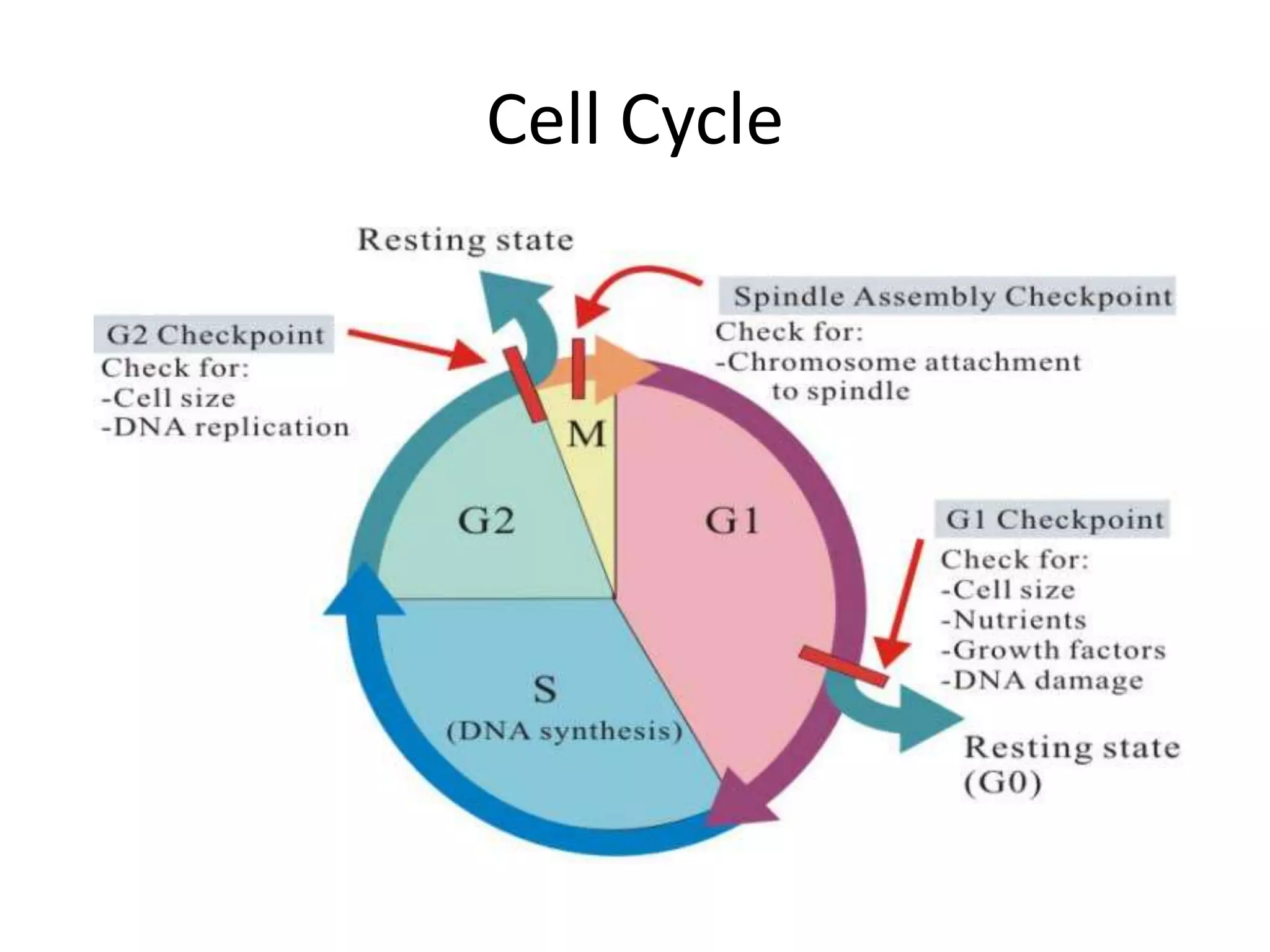 Cell Cycle 
 