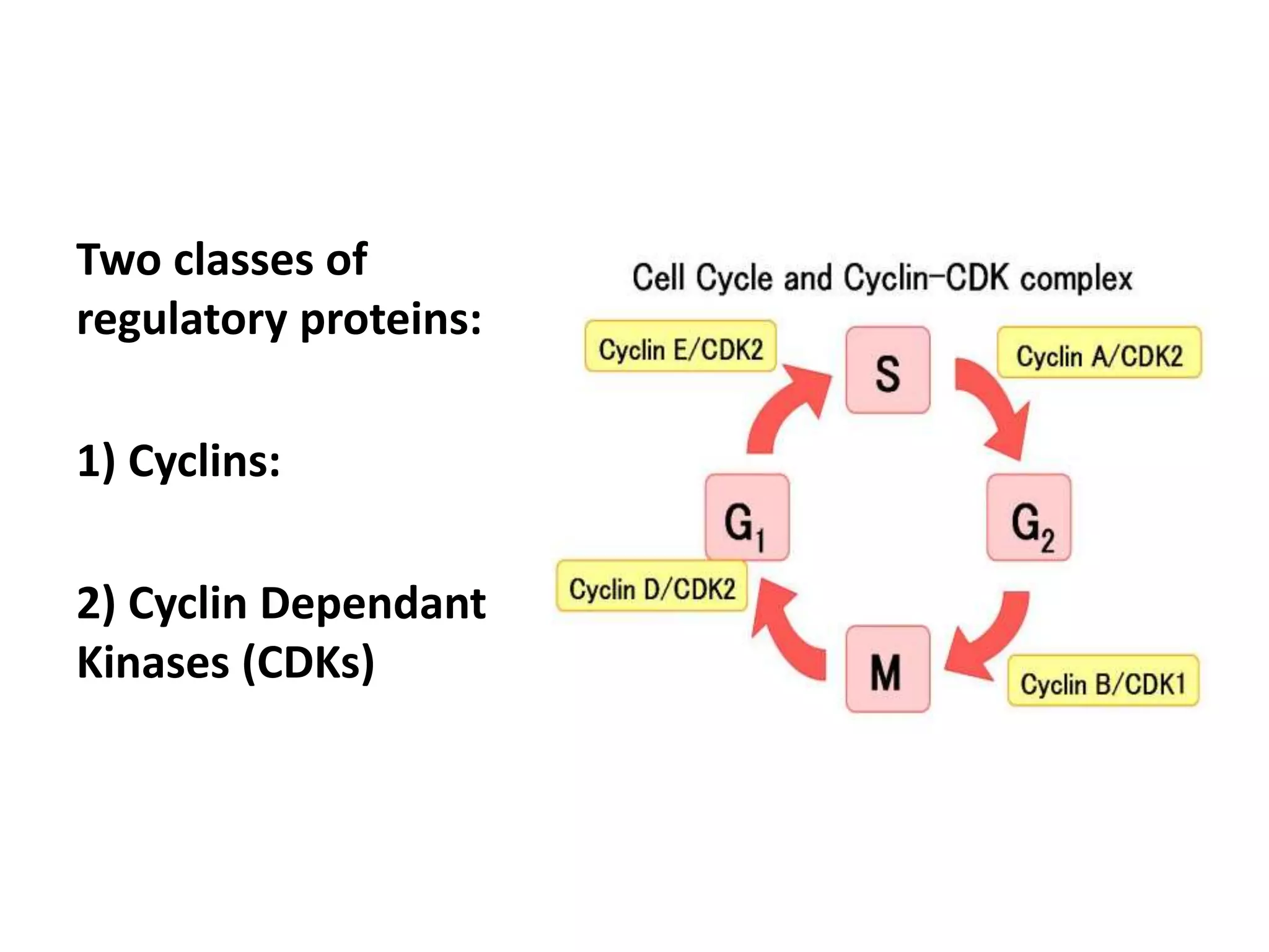 Two classes of 
regulatory proteins: 
1) Cyclins: 
2) Cyclin Dependant 
Kinases (CDKs) 
 