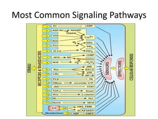 Cancer Pathways | PPTX