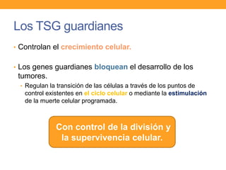 Los TSG guardianes
• Controlan el crecimiento celular.
• Los genes guardianes bloquean el desarrollo de los
tumores.
• Regulan la transición de las células a través de los puntos de
control existentes en el ciclo celular o mediante la estimulación
de la muerte celular programada.
Con control de la división y
la supervivencia celular.
 