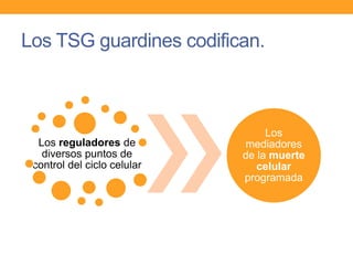 Los TSG guardines codifican.
Los reguladores de
diversos puntos de
control del ciclo celular
Los
mediadores
de la muerte
celular
programada
 