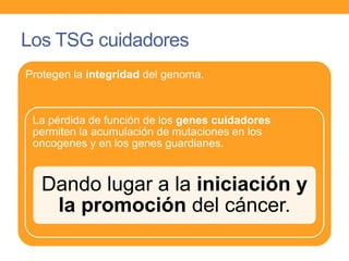 Los TSG cuidadores
Protegen la integridad del genoma.
La pérdida de función de los genes cuidadores
permiten la acumulación de mutaciones en los
oncogenes y en los genes guardianes.
Dando lugar a la iniciación y
la promoción del cáncer.
 