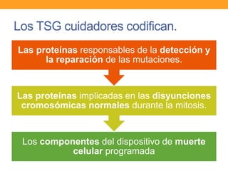 Los TSG cuidadores codifican.
Los componentes del dispositivo de muerte
celular programada
Las proteínas implicadas en las disyunciones
cromosómicas normales durante la mitosis.
Las proteínas responsables de la detección y
la reparación de las mutaciones.
 