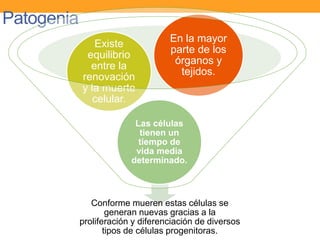 Patogenia
Conforme mueren estas células se
generan nuevas gracias a la
proliferación y diferenciación de diversos
tipos de células progenitoras.
Las células
tienen un
tiempo de
vida media
determinado.
Existe
equilibrio
entre la
renovación
y la muerte
celular.
En la mayor
parte de los
órganos y
tejidos.
 