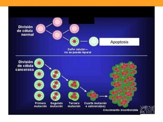 Apoptosis
 