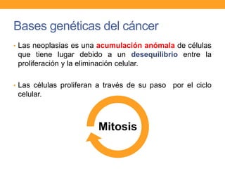 Bases genéticas del cáncer
• Las neoplasias es una acumulación anómala de células
que tiene lugar debido a un desequilibrio entre la
proliferación y la eliminación celular.
• Las células proliferan a través de su paso por el ciclo
celular.
Mitosis
 