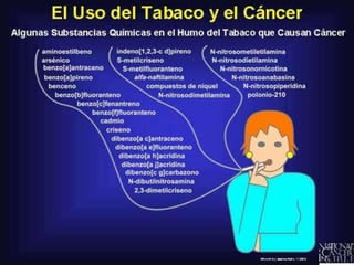 El Uso del Tabaco y el Cáncer


Entre los diversos factores que pueden
causar el cáncer, el fumar tabaco es el
mayor peligro para la salud pública. El
humo de cigarrillo contiene más de dos
docenas de substancias químicas
diferentes capaces de causar el cáncer. El
fumar cigarrillos es la causa principal de
desarrollar cáncer de pulmón, e
igualmente, contribuye a muchos otros
tipos de cáncer, incluyendo cáncer de la
boca, laringe, esófago, estómago,
páncreas, riñón y vejiga. Datos recientes
indican que el fumar cigarrillos es
responsable de por lo menos una de cada
tres muertes debidas al cáncer,
haciéndolo la causa individual mayor de
muerte por cáncer. Las otras formas de
uso del tabaco también pueden causar
cáncer. Por ejemplo, los puros, el humo
de las pipas y el masticar tabaco pueden
causar cánceres de la boca.

 