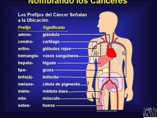 Nombrando los Cánceres


Los científicos utilizan una variedad
de nombres técnicos para distinguir
los muchos diferentes tipos de
carcinomas, sarcomas, linfomas y
leucemias. En general, estos nombres
son creados utilizando diferentes
prefijos latinos que corresponden a la
ubicación en donde el cáncer empezó
su crecimiento descontrolado. Por
ejemplo, el prefijo "osteo" significa
hueso, por lo que un cáncer que se
origina en el hueso se conoce como
un osteosarcoma. Similarmente, el
prefijo "adeno" significa glándula,
por lo que un cáncer de células
glandulares se conoce como
adenocarcinoma--por ejemplo, un
adenocarcinoma del seno.

 