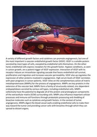 A variety of different growth factors and cytokines can promote angiogenesis, but one of
the most important is vascular endothelial growth factor (VEGF). VEGF is a soluble protein
secreted by most types of cells, excepted by endothelial cells themselves. On the other
hand, endothelial cells express receptors for this growth factor. Hypoxic conditions, as seen
in cancer growth, are a potent trigger of VEGF expression. Interaction of VEGF with its
receptor induces an intracellular signaling cascade that favors endothelial cell survival,
proliferation and migration and increases vascular permeability. VEGF also up-regulates the
expression of other proteins involved in angiogenesis. High serum levels of VEGF correlates
with poor prognosis in cancer patients. VEGF relies on the complementary action of matrix
metalloproteinases (MMPs) for the process of angiogenesis. MMPs are key proteins in the
extension of the vascular bed. MMPs form a family of structurally related, zinc-dependent
endopeptidases secreted by various cell types, including endothelial cells. MMPs
collectively have the potential to degrade all of the protein and proteoglycan components
of the extracellular matrix (ECM) surrounding cells. MMPs also influence important cellular
processes and immune cell functions through proteolytic processing and shedding of
bioactive molecules such as cytokines and growth factors. In the context of tumor
angiogenesis, MMPs digest the blood-vessel walls enabling endothelial cells to make their
way toward the tumor and providing cancer cells with breaches through which they can
spread to distant organs.
 