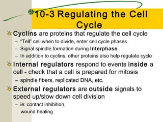  10-3 Regulating the Cell
Cycle

Cyclins are proteins that regulate the cell cycle
– “Tell” cell when to divide, enter cell cycle phases
– Signal spindle formation during Interphase
– In addition to cyclins, other proteins also help regulate cycle

Internal regulators respond to events inside a
cell - check that a cell is prepared for mitosis
– spindle fibers, replicated DNA, etc.

External regulators are outside signals to
speed up/slow down cell division
– ie: contact inhibition,
wound healing

 