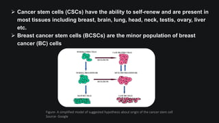  Cancer stem cells (CSCs) have the ability to self-renew and are present in
most tissues including breast, brain, lung, head, neck, testis, ovary, liver
etc.
 Breast cancer stem cells (BCSCs) are the minor population of breast
cancer (BC) cells
Figure- A simplified model of suggested hypothesis about origin of the cancer stem cell
Source- Google
 