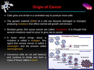 Origin Of Cancer Cells : Scientists Track ‘Doubling’ in Origin of ...