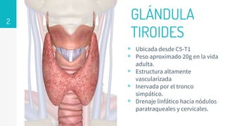 2
▹ Ubicada desde C5-T1
▹ Peso aproximado 20g en la vida
adulta.
▹ Estructura altamente
vascularizada
▹ Inervada por el tronco
simpático.
▹ Drenaje linfático hacia nódulos
paratraqueales y cervicales.
GLÁNDULA
TIROIDES
 