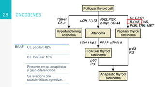 ONCOGENES
28
BRAF Ca. papilar: 40%
Ca. folicular: 10%
Presente en ca. anaplásico
y poco diferenciado.
Se relaciona con
características agresivas.
 