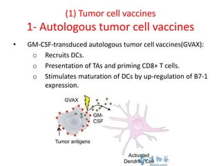 (1) Tumor cell vaccines
1- Autologous tumor cell vaccines
• GM-CSF-transduced autologous tumor cell vaccines(GVAX):
o Recruits DCs.
o Presentation of TAs and priming CD8+ T cells.
o Stimulates maturation of DCs by up-regulation of B7-1
expression.
 