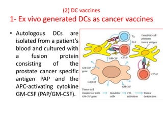 (2) DC vaccines
1- Ex vivo generated DCs as cancer vaccines
• Autologous DCs are
isolated from a patient’s
blood and cultured with
a fusion protein
consisting of the
prostate cancer specific
antigen PAP and the
APC-activating cytokine
GM-CSF (PAP/GM-CSF).
 