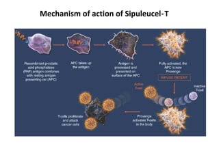 Mechanism of action of Sipuleucel T ‑
 