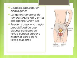  Cambios adquiridos en
ciertos genes
 Los genes supresores de
tumores TP53 o RB1 y en los
oncogenes FGFR y RAS
 Pueden causar una mayor
probabilidad de que
algunos cánceres de
vejiga puedan crecer e
invadir la pared de la
vejiga que otros
 