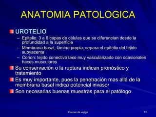 ANATOMIA PATOLOGICA UROTELIO Epitelio: 3 a 6 capas de células que se diferencian desde la profundidad a la superficie Membrana basal, lámina propia: separa el epitelio del tejido subyacente Corion: tejido conectivo laxo muy vascularizado con ocasionales haces musculares Su conservación o la ruptura indican pronóstico y tratamiento Es muy importante, pues la penetración mas allá de la membrana basal indica potencial invasor Son necesarias buenas muestras para el patólogo 