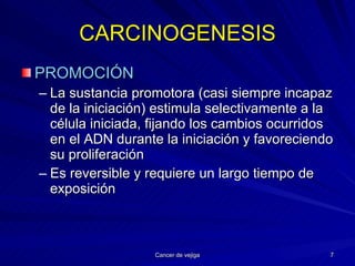 CARCINOGENESIS PROMOCIÓN La sustancia promotora (casi siempre incapaz de la iniciación) estimula selectivamente a la célula iniciada, fijando los cambios ocurridos en el ADN durante la iniciación y favoreciendo su proliferación Es reversible y requiere un largo tiempo de exposición 