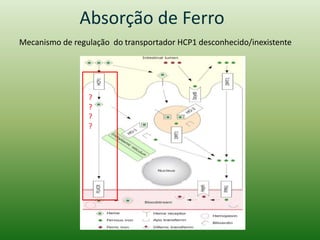 Absorção de Ferro
Mecanismo de regulação do transportador HCP1 desconhecido/inexistente
?
?
?
?
 