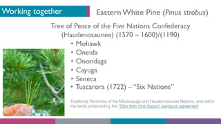 Working together
Tree of Peace of the Five Nations Confederacy
(Haudenosaunee) (1570 – 1600)/(1190)
• Mohawk
• Oneida
• On...