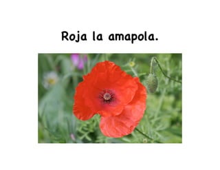Roja la amapola.
 