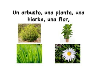 Un arbusto, una planta, una
hierba, una flor,
 
