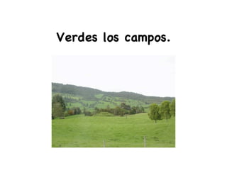Verdes los campos.
 
