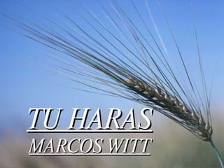 TU HARAS MARCOS WITT 