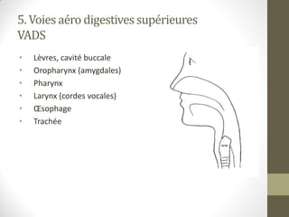 5. Voies aéro digestivessupérieures
VADS
• Lèvres, cavité buccale
• Oropharynx (amygdales)
• Pharynx
• Larynx (cordes vocales)
• Œsophage
• Trachée
 