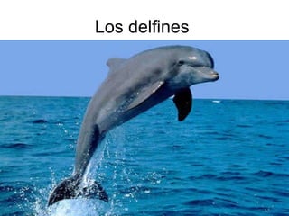 Los delfines  