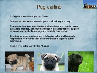 Pug carlino
● El Pug carlino es de origen en China.
● Los perros pueden ser de color plata o albaricoque o negro.
● Este perro tiene una nariz bastante chata ,la cara arrugada y ojos
bastantes grandes, son muy cariñosos y bastante nobles, su pelo
es suave, corto y brillante según el cuidado que reciba.
● Este tipo de perro suele ser muy delicado, sufre problemas de
respiración, no soporta bien el calor e incluso algunos sufren
sobrepeso.
● Suelen vivir entre los 11 y los 15 años
 