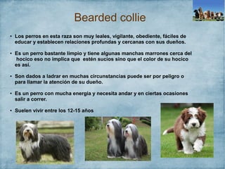 Bearded collie
● Los perros en esta raza son muy leales, vigilante, obediente, fáciles de
educar y establecen relaciones profundas y cercanas con sus dueños.
● Es un perro bastante limpio y tiene algunas manchas marrones cerca del
hocico eso no implica que estén sucios sino que el color de su hocico
es así.
● Son dados a ladrar en muchas circunstancias puede ser por peligro o
para llamar la atención de su dueño.
● Es un perro con mucha energia y necesita andar y en ciertas ocasiones
salir a correr.
● Suelen vivir entre los 12-15 años
 