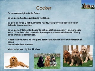 Cocker
● Es una raza originaria de Gales.
● Es un perro fuerte, equilibrado y atlético.
● Su pelo es largo y habitualmente rizado, este perro no tiene un color
definido tiene manchas
● Es un perro inteligente, bastante noble, atlético, amable y siempre esta
alerta. Y se lleva bien con todo tipo de personas especialmente niños y
otros animales domesticos.
● A esta raza de perro no les gusta estar solo podrían caer en depresión si
pasan
● demasiado tiempo solos.
● Viven entre los 11 y los 12 años.
 