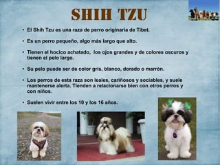 Shih tzu
● El Shih Tzu es una raza de perro originaria de Tibet.
● Es un perro pequeño, algo más largo que alto.
● Tienen ...