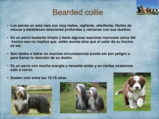 Bearded collie
● Los perros en esta raza son muy leales, vigilante, obediente, fáciles de
educar y establecen relaciones p...