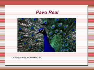 Pavo Real
Title
CANDELA VILLA CANARIO 6ºC
 