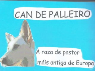 Can de palleiro