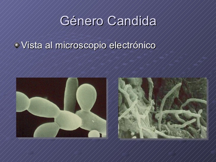 Candida Candida