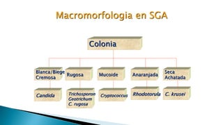 Colonia
Rugosa Mucoide Anaranjada
Blanca/Biege
Cremosa
Seca
Achatada
Macromorfologia en SGA
Candida Trichosporon
Geotrichum
C. rugosa
Cryptococcus Rhodotorula C. krusei
 