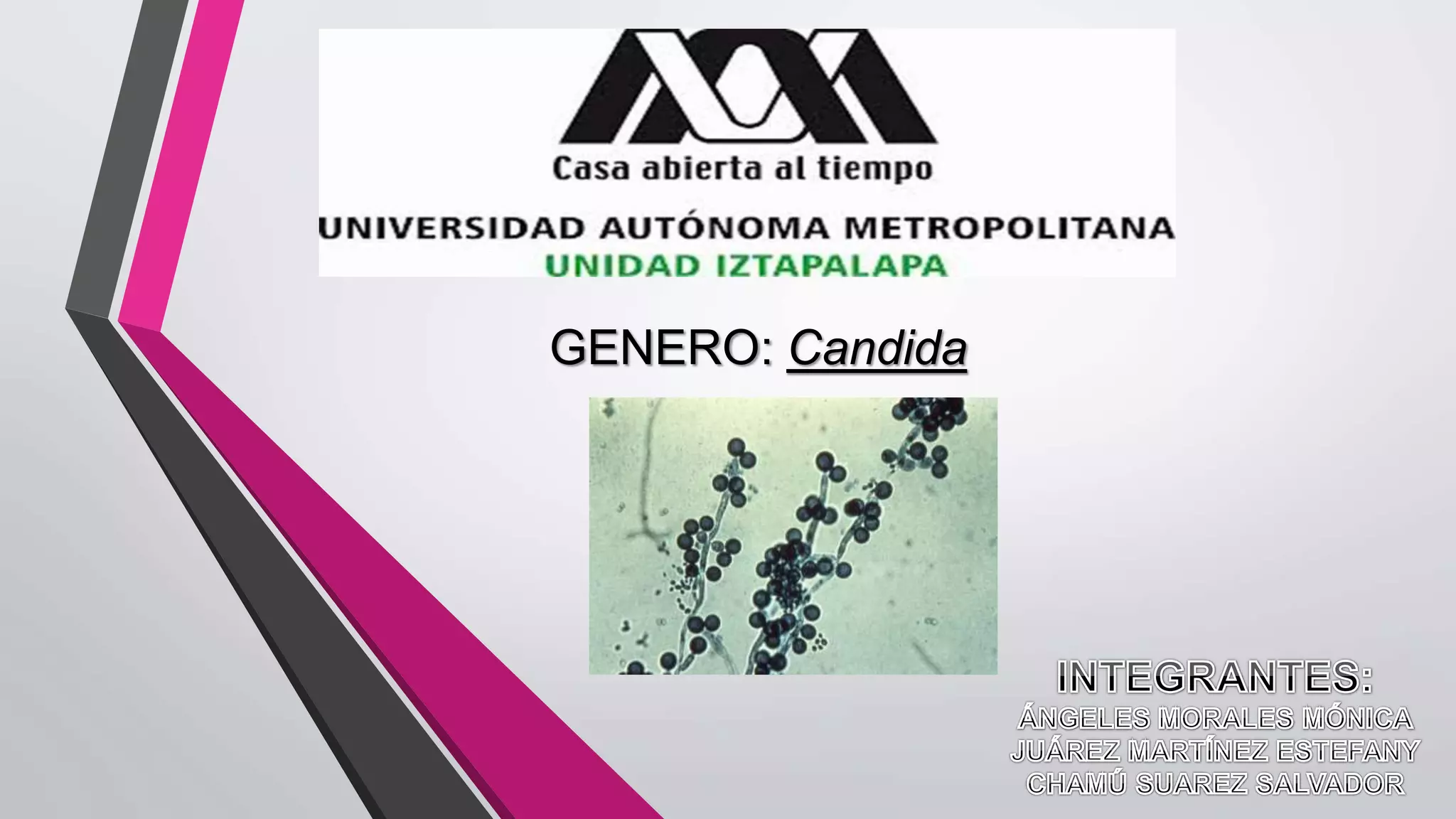 GENERO: Candida