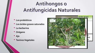 • Los probióticos
• Los ácidos grasos saturados
• La berberina
• Orégano
• Ajo
• TaninosVegetales