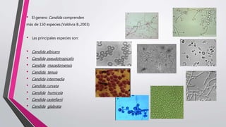 • El genero Candida comprenden
más de 150 especies.(Valdivia B.,2003)
• Las principales especies son:
• Candida albicans
• Candida pseudotropicalis
• Candida macedoniensis
• Candida tenuis
• Candida intermedia
• Candida curvata
• Candida humicola
• Candida castellanii
• Candida glabrata
