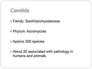 Candida Pptx 