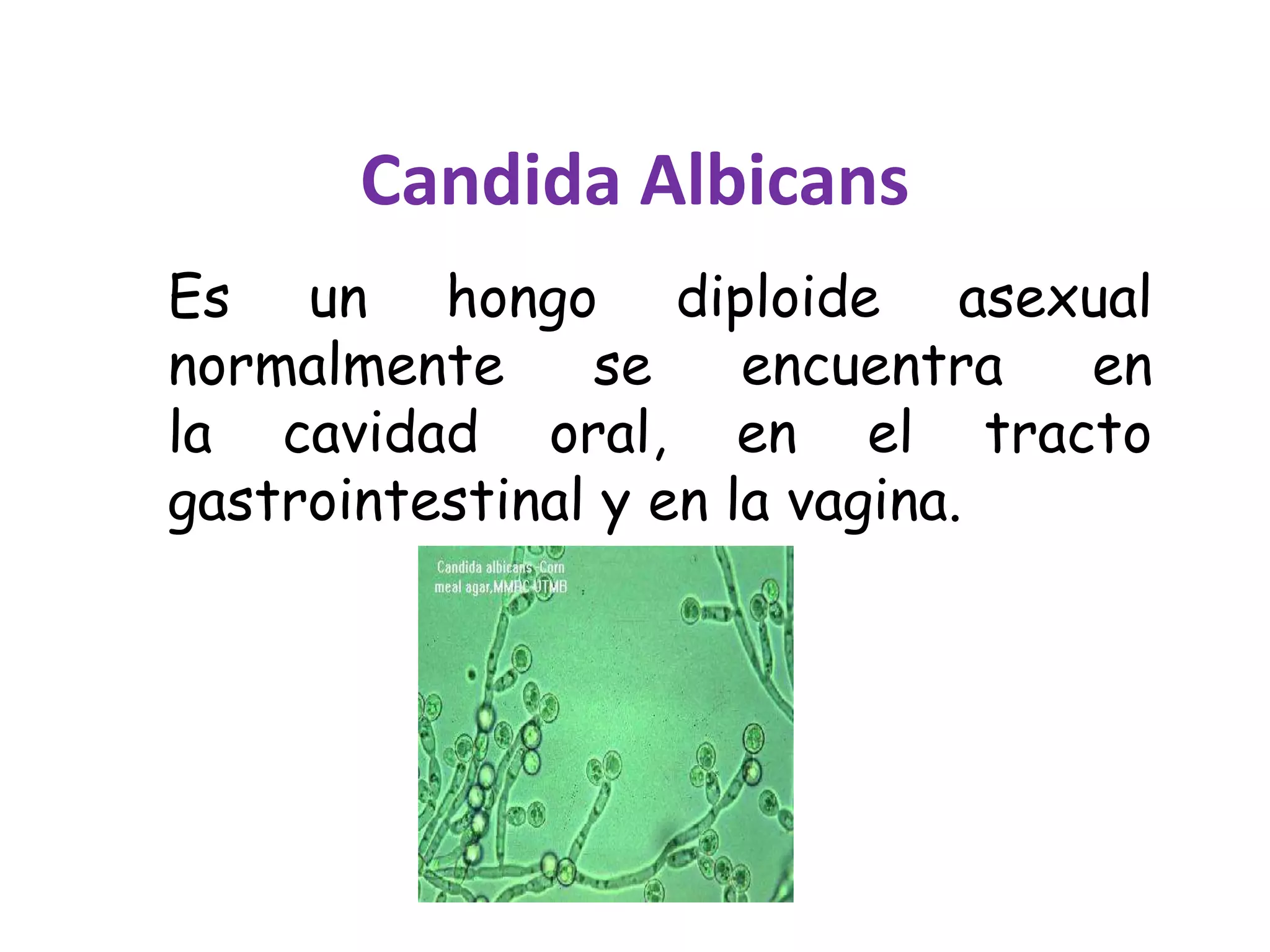 Candida albicans | PPTX