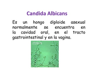 Candida Albicans 
Es un hongo diploide asexual 
normalmente se encuentra en 
la cavidad oral, en el tracto 
gastrointestinal y en la vagina. 
 