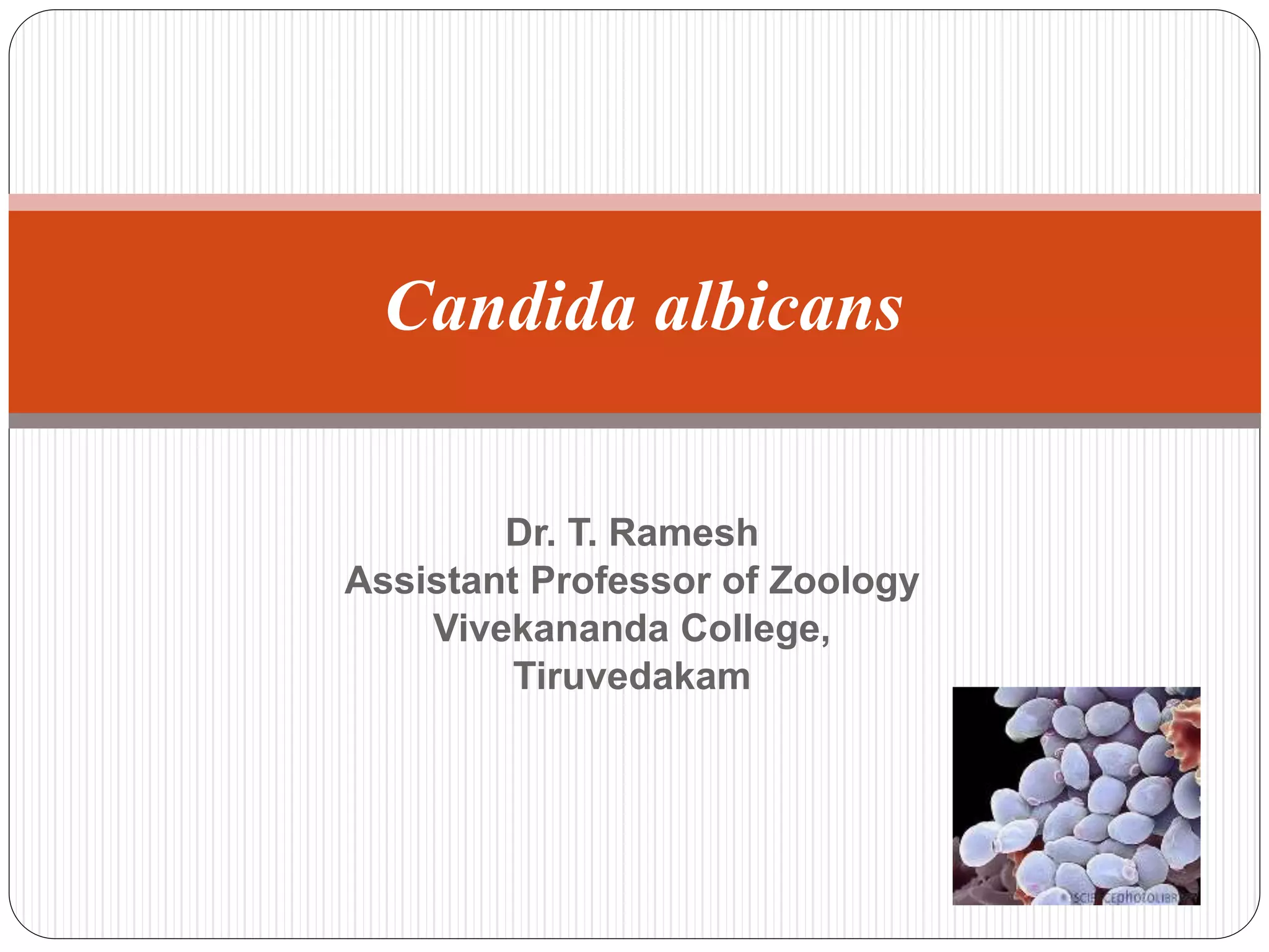 Dr. T. Ramesh
Assistant Professor of Zoology
Vivekananda College,
Tiruvedakam
Candida albicans