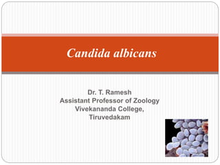 Dr. T. Ramesh
Assistant Professor of Zoology
Vivekananda College,
Tiruvedakam
Candida albicans
 