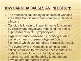 Candida Albicans.ppt